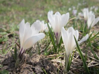 Crocuses.JPG