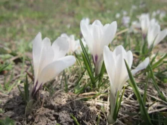 Crocuses.webp