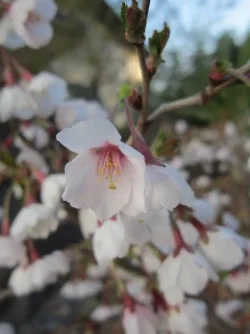 Blossoms.webp