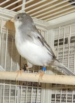 Birds02.webp