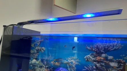 blue light.webp