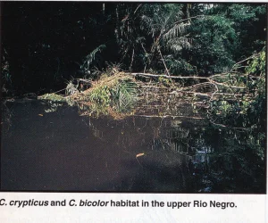 Upper Rio Negro Corydoras habitat498.webp