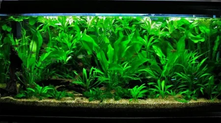115g Aug 19-10.webp