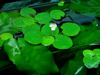 Hydrocharis morsus-ranae (2).webp