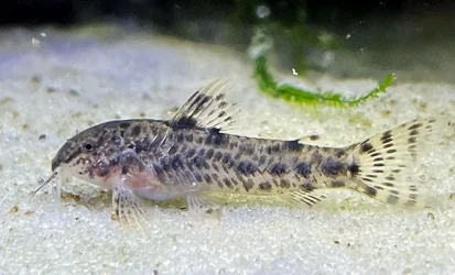 Aspidoras sp. CW188.webp