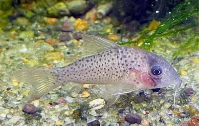Corydoras sp. CW189.webp