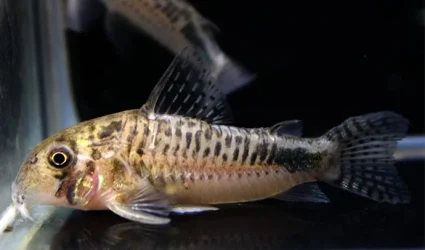 Corydoras sp. CW190.webp