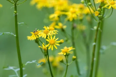 flowers & bee full size edit-9448.webp