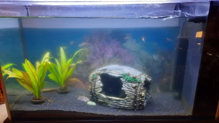 Algae Tank.webp