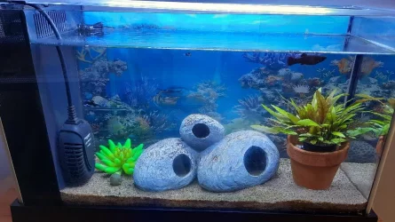 My Tank.webp