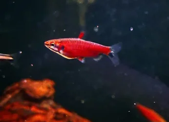 Nannostomus sp. Rio amaya.webp