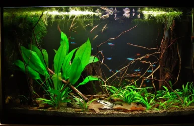 29g Aug 14-15.webp