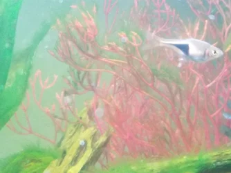 rasbora.webp