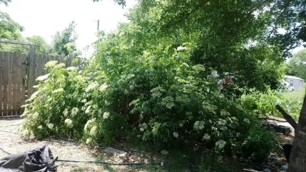 Elderberry2018.webp