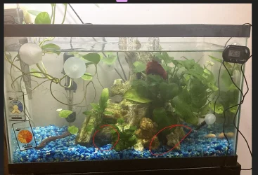 Tank pic.webp