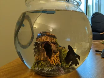 Glimmer's Small Bowl (temporary home).webp