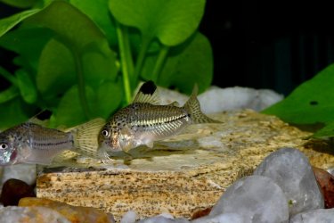 Corydoras julii, wild caught Rio Granjeiro NE Brazil (1).jpg