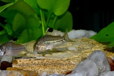 Corydoras julii, wild caught Rio Granjeiro NE Brazil (1).webp