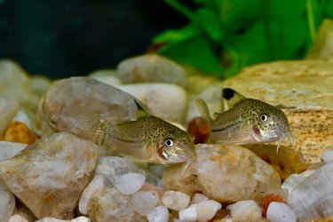 Corydoras julii, wild caught Rio Granjeiro NE Brazil (2).jpg