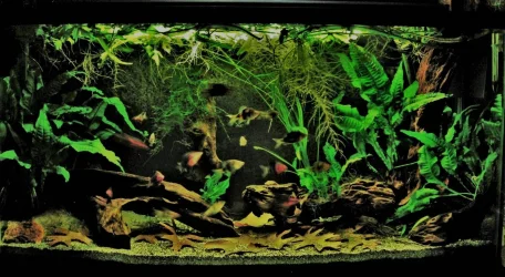 33g Aug 16-16.webp