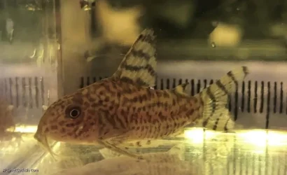 Corydoras thanatos.webp