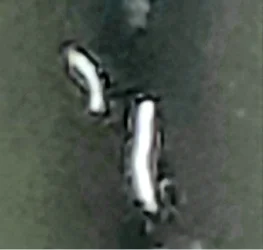 Screenshot_20221018-143530_Gallery.webp