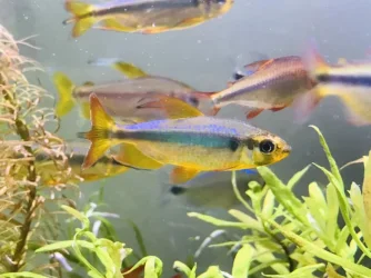 Alestopetersius brichardi1.webp