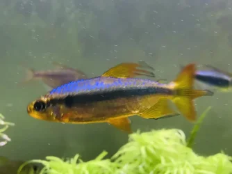 Alestopetersius brichardi3.webp