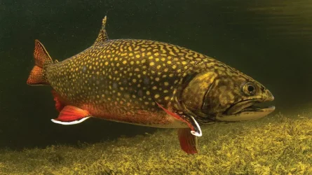 Brook_trout_in_water.webp