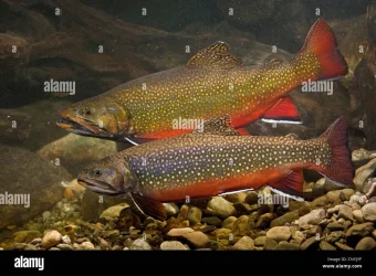 brook-trout-brook-char-brook-charr-salvelinus-fontinalis-couple-in-CNYJYF.webp