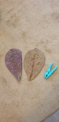 Unlabelled Leaves.webp