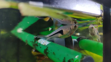 Dying Rasbora.webp