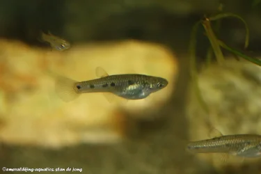 poeciliopsis gracilis 040.webp