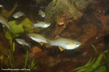 priapella olmecae 027.webp