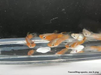 DSCF4760.webp