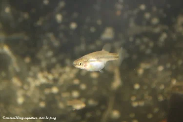 livebearer1 026.webp