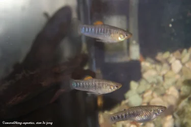 livebearer1 151.webp