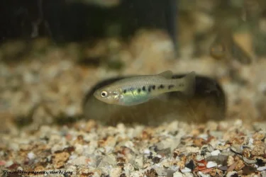 livebearer1 164.webp