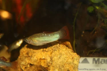 livebearer1 378.webp