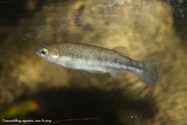 livebearer3 170.webp