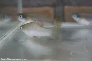 livebearer3 358.webp