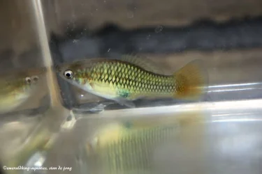 livebearer4 291.webp
