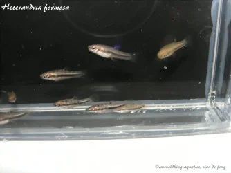 heterandria formosa.webp