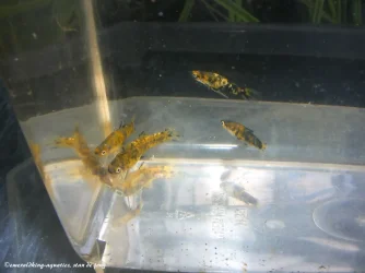 DSCF4544.webp