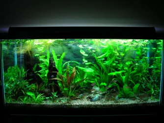 90g Jan 26-09 Fl.webp