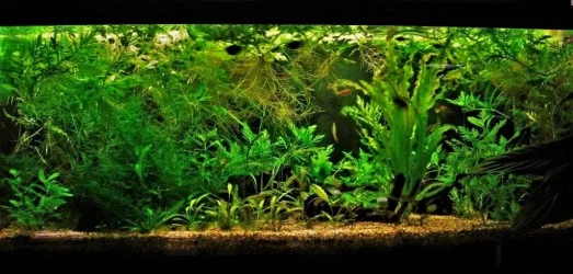 70g Jan 13-10.webp