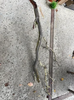 27D53943-1E0A-407D-8962-DA3D14F07007.webp