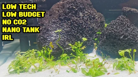 Low tech, Low budget, No co2, Planted nano tank aquarium.webp