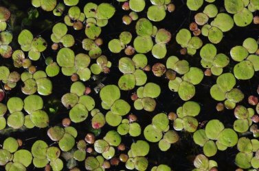 Spirodela polyrhiza1.jpg