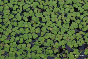 Spirodela polyrhiza2.webp